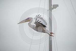 Pelican in Flight by Yacht