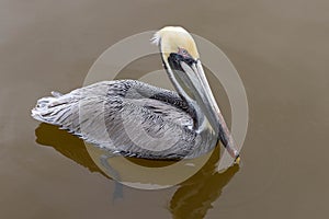 Pelican Floating In Ocean Water In Florida