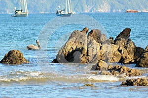 Pelican floating between rocks