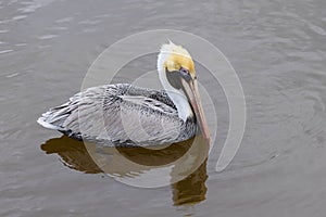 Pelican Floating In Water With Beak In Water Too