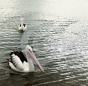 Pelican floating on water at Mallacoota Victoria