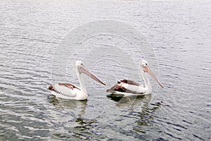 Pelican floating on water at Mallacoota Victoria