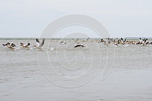 Pelican flock