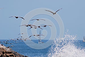 Pelican flock