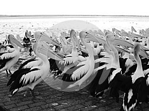 pelican flock Stock Photo - Great White Pelican flock resting at water edge