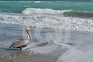 Pelican on florida beach