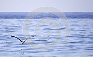 A Pelican Flying Above the Pacific Ocean