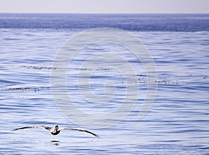 A Pelican Flying Above the Pacific Ocean