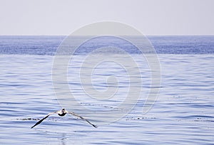 A Pelican Flying Above the Pacific Ocean