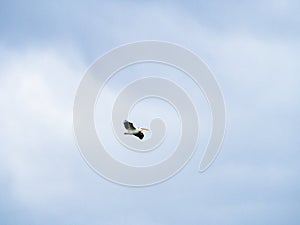 Pelican Flying Against a Blue Sky with White clouds