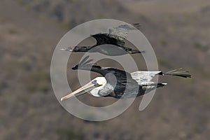 Pelican Flying Around Santa Rosa Island - Channel Islands National Park