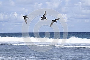 Pelican Flying Diving stock photo serial 1/6