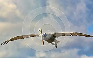 Pelican flying Florida
