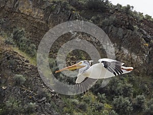 Pelican flying near ridge in Toston Montana