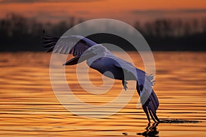 Pelican flying over calm lake trailing wingtip