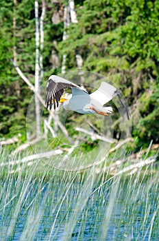 Pelican flying over Child`s Lake, Duck Mountain Provincial Park, Manitoba, Canada