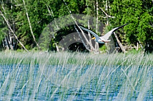 A Pelican flying over Child`s Lake, Duck Mountain Provincial Park, Manitoba, Canada