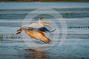 Pelican flying over a lake in the Danube Delta, Romania at sunset