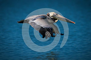 Pelican flying over ocean