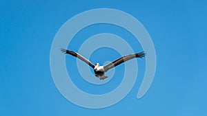 Pelican flying over Paracas National Park in Ica, Peru