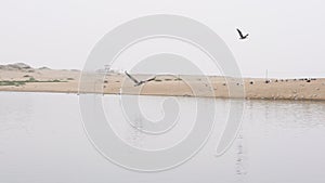 Pelican flying over the river, sand dunes and foggy sky background.