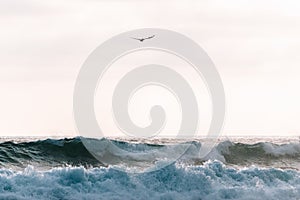 Pelican flying over the sea in Montanita, Ecuador