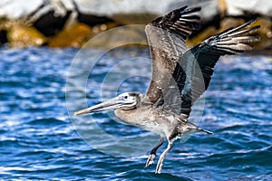Pelican flying over the sea in search of fish to fish and eat in the Gulf of California at Cabo San Lucas in Mexico.