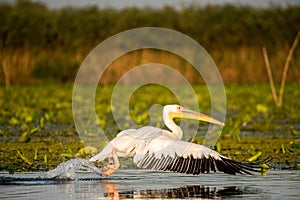 Pelican close up flying over water in Danube Delta Romanian wild life bird watching