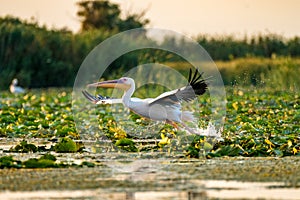 Pelican flying over water at sunset in the Danube Delta