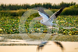 Pelican flying over water at sunset in the Danube Delta