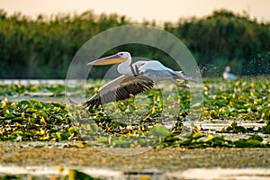 Pelican flying over water at sunset in the Danube Delta