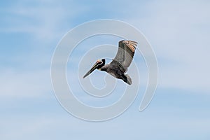 Pelican Flying Pacific Isolated Wings
