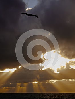 Pelican flying through paradise