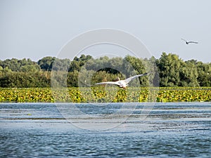 Pelican flying on Potcoava de Sud lake, Danube Delta, Romania