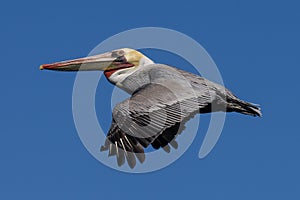 Pelican