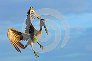 Pelican flying on thy evening blue sky. Brown Pelican splashing in water, bird in nature habitat, Florida, USA. Wildlife scene fro