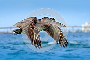 Pelican flying on thy evening blue sky. Brown Pelican splashing in water, bird in nature habitat, Florida, USA. Wildlife scene fro