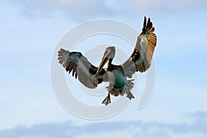 Pelican flying on thy evening blue sky. Brown Pelican splashing in water, bird in nature habitat, Florida, USA. Wildlife scene fro