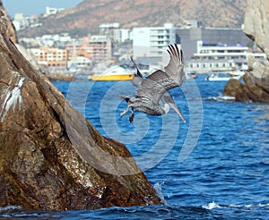 Pelican flying in to dive down to catch a fish near Los Arcos / Lands End in Cabo San Lucas Baja Mexico