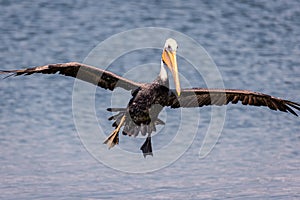 Pelican Flying Toward the Camera