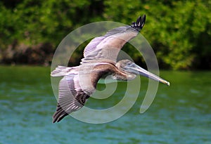 Pelican flying in Tropical paradise