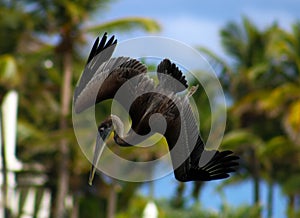 Pelican flying in Tropical paradise