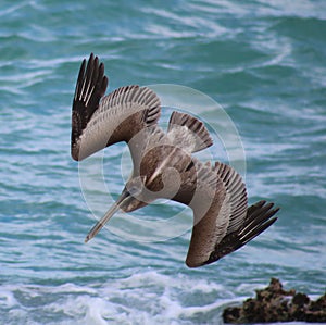 Pelican flying in Tropical paradise