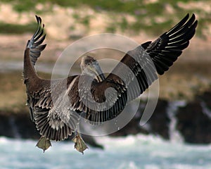 Pelican flying in Tropical paradise