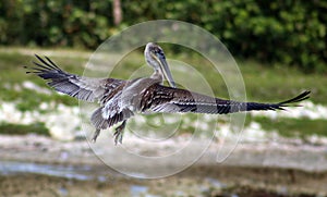 Pelican flying in Tropical paradise