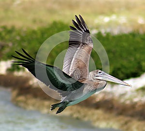 Pelican flying in Tropical paradise