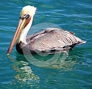 Pelican flying in Tropical paradise in Los Cabos Mexico