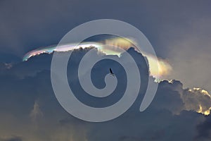 Pelican flying under dark clouds with rainbow photo