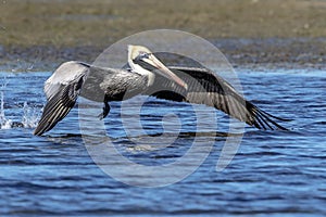 Pelican at Fort De Soto State Park