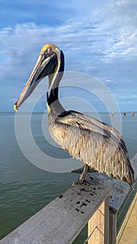 Pelican at Fort Morgan Pier